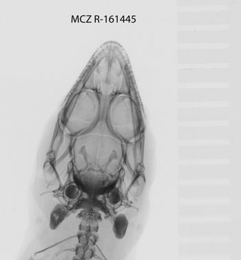 Media type: image;   Herpetology R-161445
